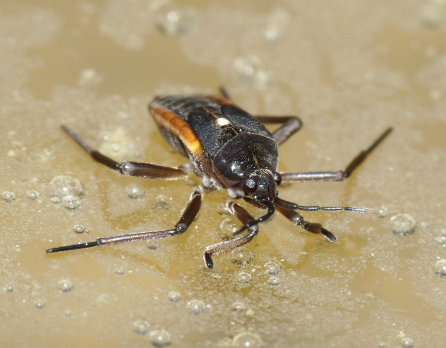 Veliidae: giovane Velia sp. di Livorno